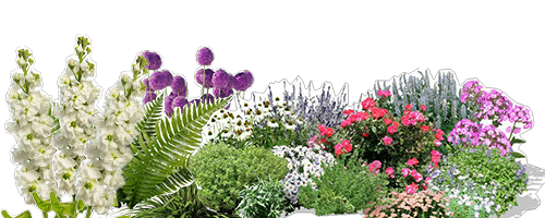 សួនផ្កា